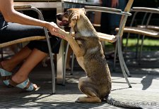 DSC_5053 Ciara gibt beide Pfoten ;)