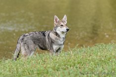 DSC_5937 Faolan Yuma Una Neshoba, 18 Wochen alt