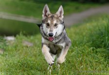 DSC_5976 Yuma hat immer gute Laune!