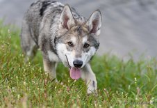 DSC_6023 Grinsebacke