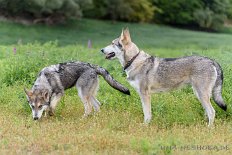 DSC_6053 Yuma und seine Mama Enya