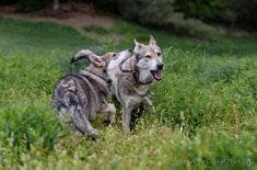 DSC_6106 Yuma ist ganz schön frech