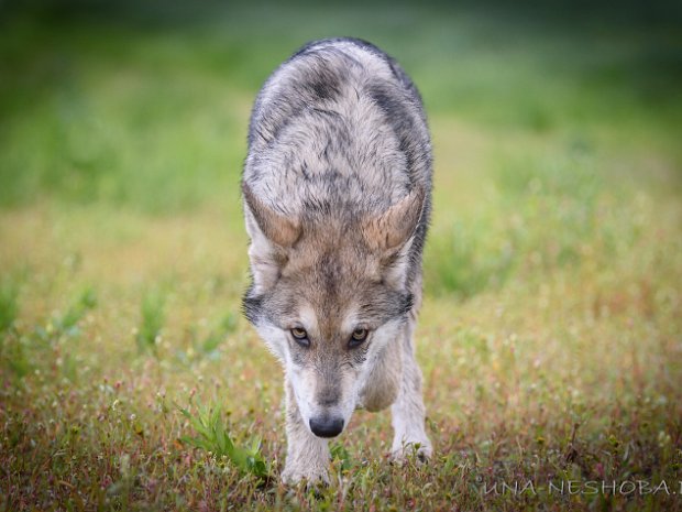 07-09-2019 Treffen mit Yuma am Edersee Am Wochenende vom 6.-8. September 2019 fand das jährliche Saarlooswolfhond Treffen vom SWH-Club statt. Das Treffen war...