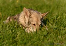 DSC_9442 Timish schnüffelt rum