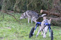 DSC_9713 Yasha markiert auf dieselbe Stelle von Enya und Timish geht gleich gucken...