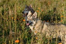 DSC_0089 Yasha