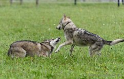 DSC_0174 Yuma macht sich klein vor Yasha