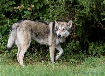 DSC_0187 Yuma