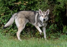 DSC_0190 Yuma