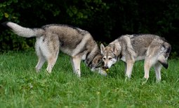 DSC_0227 Yuma und seine Mama Enya