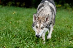 DSC_0231 Yuma