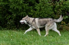 DSC_0236 Yuma