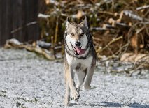 DSC_2020