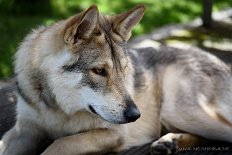 DSC_1175 Enzo