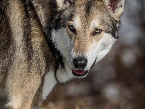 20.03.2021 Besuch von Yuma Mitte März 2021 hatten wir Besuch von Enya's Sohn Yuma aus unserem F-Wurf (Faolan Yuma Una Neshoba, fast 2 Jahre alt)....