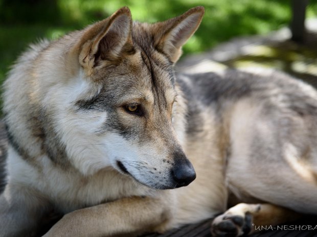 14.05.2021 Besuch von Yari und Enzo Mitte Mai 2021 waren Yasha's Bruder Yari (Dakota Yari Una Neshoba) und sein Enkel Enzo (Adodeke Sangre de Drago) zu...