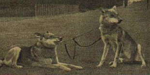 01gerard-und-fleur Stammeltern Wölfin Fleur und Deutscher Schäferhund Gerard van Transrhenum