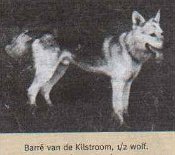 02barre-1933 Halbwolf Barré aus Fleur x Gerard van Transrhenum geb. 1938