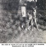 04lsbladjpg1 Wölfin Fleur im Alter von 6 Monaten mit Gerard van Transrhenum