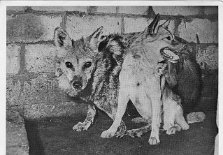 06jakhalshond ein Schakal und Hund Kwiek en Lex. Stammeltern vom Zwergwolfhund, 1943