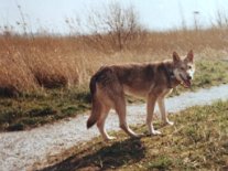 Lanai Kalani Zwart van Helmond 17-5-1986 Lanaikalani Zwart van Helmond, geb. 7. Mai 1987