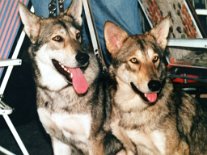 Li Nikita Ilyana Zwart van Helmond, re Novita Igorowna Zwart van Helmond 26-11-1988 links Nikita Illyana Zwart van Helmond, rechts Novita Igorowa Zwart van Helmond, geb. 26. November 1988