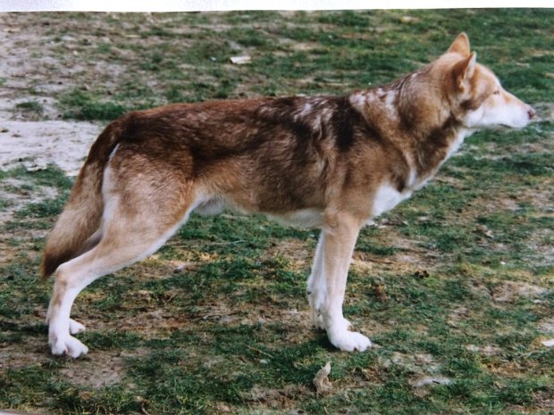SWHs von früher In diesem Album ist eine Sammlung von Fotos von Saarlooswolfhonden aus den 80er/90er Jahren.