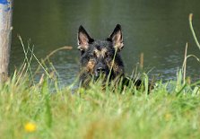 DSC_3073 Yuma - TYPISCH, was soll ich sagen???