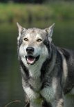 DSC_3077 Tunka