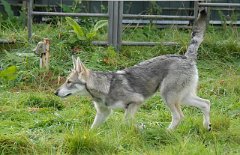 DSC_3767 ...und Angriff...