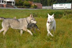 DSC_3772 Tiffy und Auri