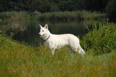 DSC_3779 Auri