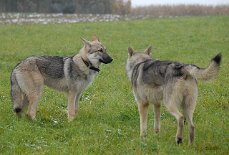 DSC_8363 Attila links im Bild