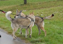 DSC_8387 Ascoban und Akela