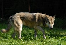 DSC_3037 Shala