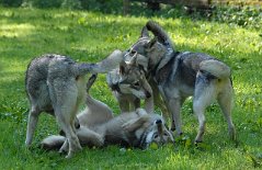DSC_3362 Anni liegt auf dem Rücken, links steht Aiko, rechts steht Tara, die den Kopf auf Timish auflegt.