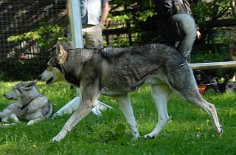 DSC_3392 Tunka