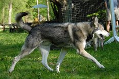 DSC_3395 Tunka