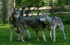 DSC_3410 Tunka, Aiko, Tara