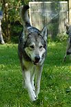 DSC_3412 Tunka