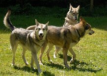 DSC_4797 Asgard, Baldur und Timish