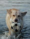 DSC_8196 Aslan holte immer zuverlässig den Ball aus dem Wasser, wenn es kein anderer Hund tun wollte!