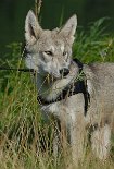 DSC_8206 Derri
