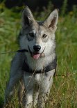 DSC_8222 Derri