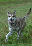 DSC_8870 Akira