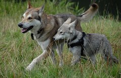 DSC_8886 Akira und Derri