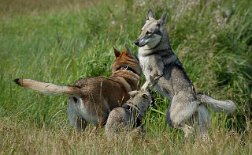 DSC_8899 Timish ist wieder fleissig am Männer aufmischen - diesmal Akira.