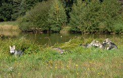 DSC_8774 am Ufer