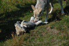 DSC_8813 Byorka wird von Mama sauber gemacht
