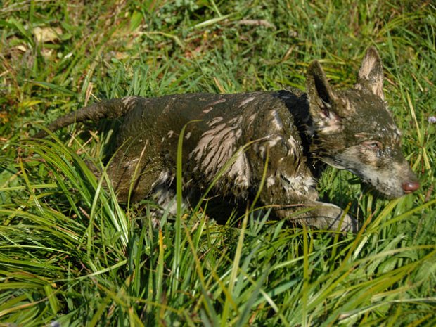 26-09-2009 Welpentreffen B-Wurf in Nettetal Auf der 4. Spezialzuchtschau für Saarlooswolfhonde des SWH-Clubs am 26. September 2009 sind nochmal alle Nisha-Babies...